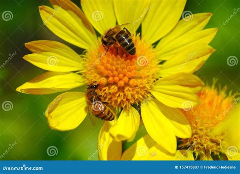 Duas Abelhas Coletando Em Uma Flor Grande Amarela Imagem De Stock