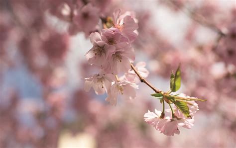 Fondos De Pantalla Aesthetic Flores 【2023】 Globalendar