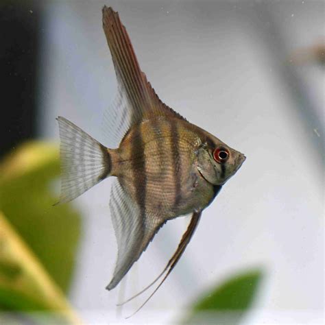 Peruvian Altum Angelfish Pterophyllum Scalare