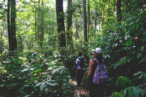 A Jungle Stay In Gunung Leuser National Park Aceh North Sumatra