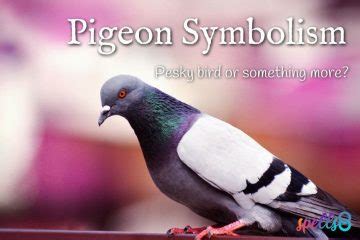 Pigeon Symbolism – Spells8