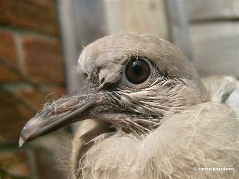 Everything You Need To Know About Baby Doves & Their Lives