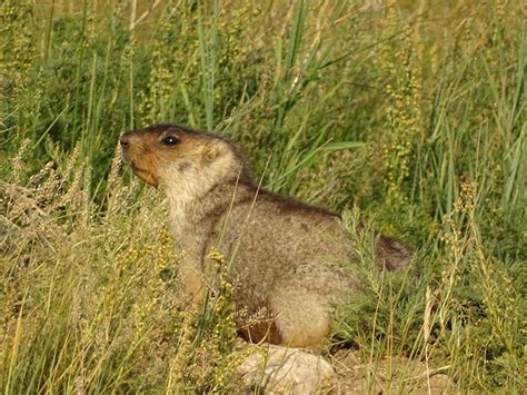 Animals Of Mongolia