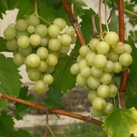 Виноград Галбена ноу (Золотинка): опис сорту, фото та відгуки ...