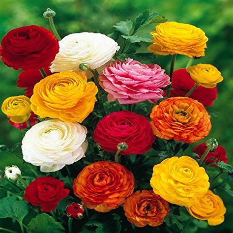 Ranunculus Asiaticus, Mixed Colors (20 Bulbs) | Pricepulse