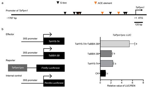 Plants Free Full Text Light Induced Tahy5 7a And Tabbx 3b