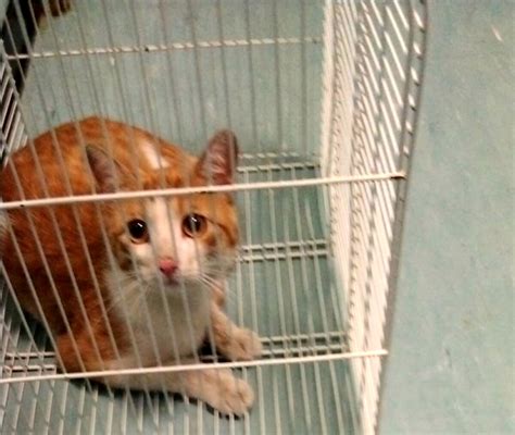 Gattino Salvato Dall Enpa Forse Caduto Da Un Balcone Se Qualcuno Lo