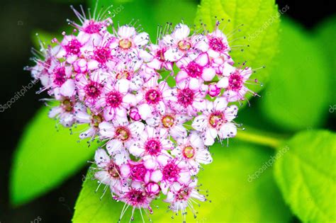 Spiraea Japonica Pradera Japonesa Espirea Japonesa O Coreana Es Una