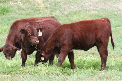 Grass Fed Beef 100 Grass Fed Grass Finished Beef Farm Club