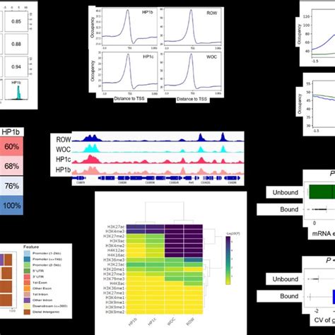 Row And Beaf 32 Chip Seq Profiles Relative To Tsss And Tads A Central