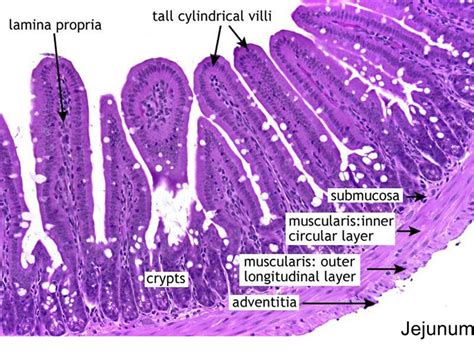 Duodenum Jejunum Ileum Histology