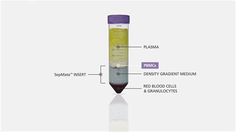 How To Isolate PBMCs From Whole Blood Using The SepMate PBMC Isolation