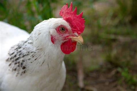 Organic Farm Chicken Hen in Nature Outside Stock Image - Image of ...