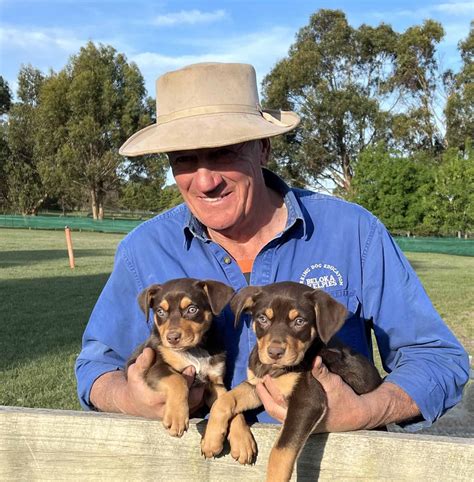 Dog Lovers Show – Melbourne - Beloka Kelpie Stud and Working Dog Training