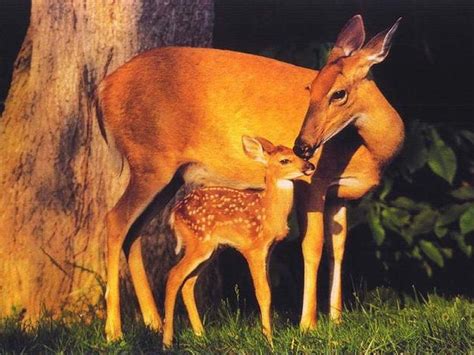 Deer | Deer Wallpapers | Deer hd Wallpapers | Deer Photos | Deer Images ...