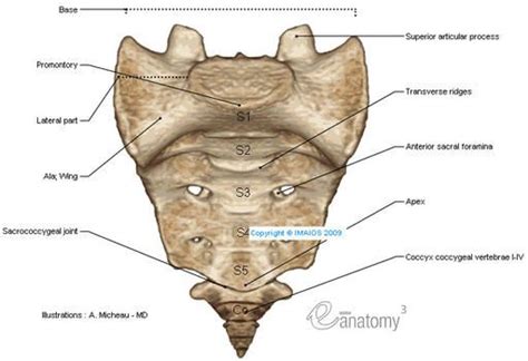 Mine is busted | Anatomy, Anatomy bones, Human body anatomy