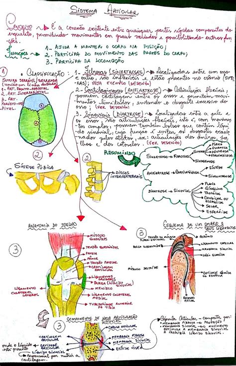 Sistema Articular Luhporto Sistema Articular Anatomia Sistemica