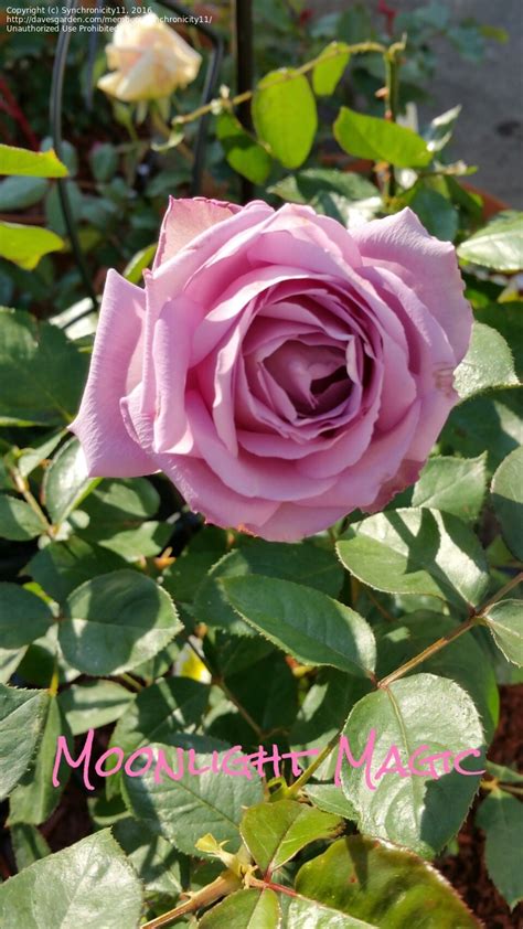 Plantfiles Pictures Hybrid Tea Rose Moonlight Magic Rosa By