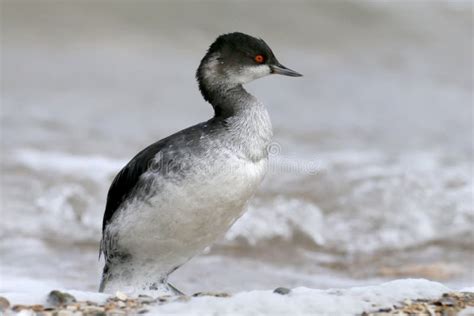 Black-necked Grebe in Winter Plumage Stands on the Seashore Stock Photo ...