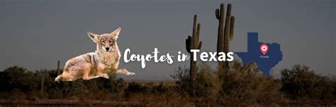 Coyotes in Texas: All About These Masters of Adaptability