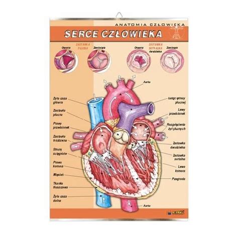 Serce Cz Owieka Anatomia Plansza Plakat Visual System Sklep Empik