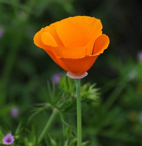 California Poppy Eschscholzia Californica North Carolina Extension