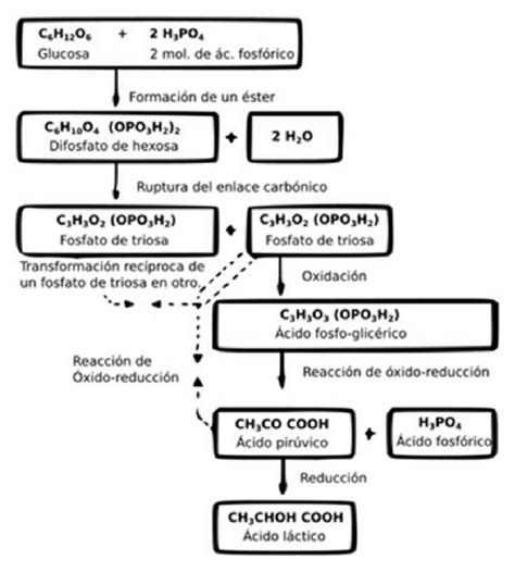 Esquema De Fermentaci N Fotos Gu A