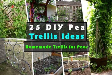 25 DIY Pea Trellis Ideas For Your Garden | Gardenoid