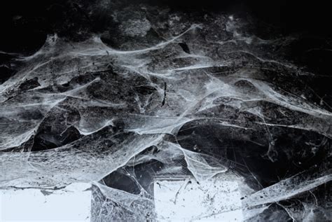 Australian Spider Webs Are The Most Terrifying Thing You Will Ever See