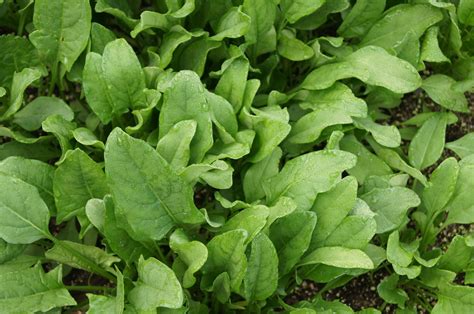 Choosing The Right Spinach Plant Varieties For Your Growing Zone