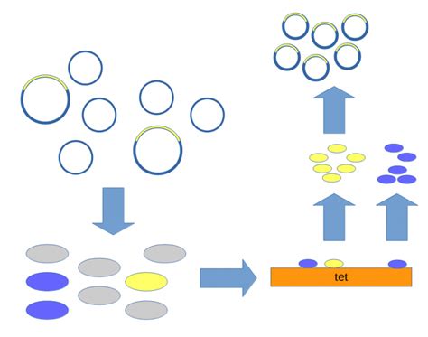 Cohen-Boyer-Berg experiment - Genetics Wiki