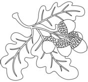 20 Oak Tree Coloring Page PauletteAyla