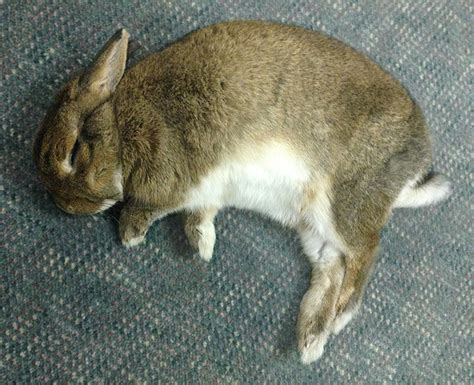 Binkies Nose Bonks And Flops Rabbit Behavior