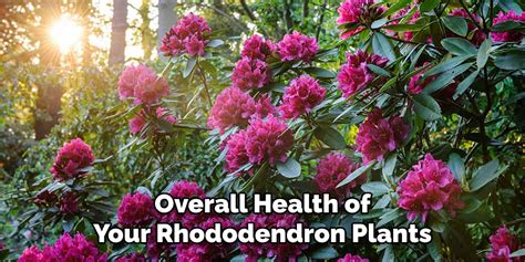 How To Treat Brown Spots On Rhododendron Leaves 6 Easy Guide