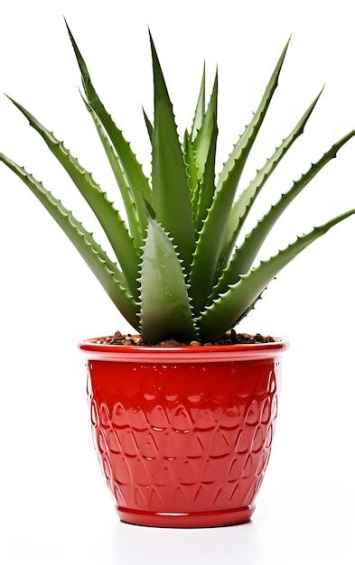 Premium Photo | Aloe vera plant