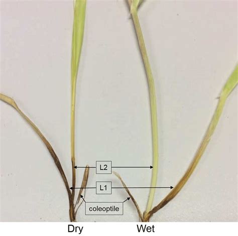 Showing Typical Difference In Fusarium Crown Rot Severity Between