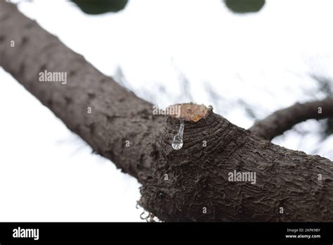 Tree Sap Coming Out Of Cut Branches Of A Pine Tree Concept Of