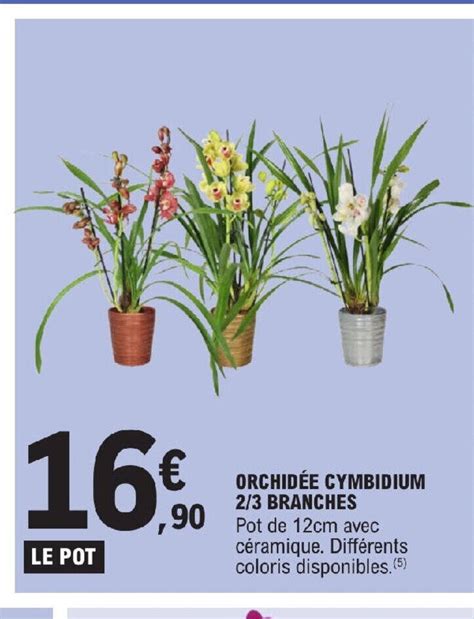 Promo Orchid E Cymbidium Branches Chez E Leclerc