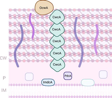 Molecular Mechanisms Of Microbial Extracellular Electron Transfer The