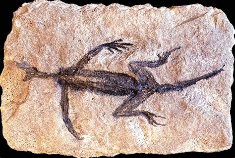 280 Million Year Old Fossil Discovery Proven To Be A Forgery Earth