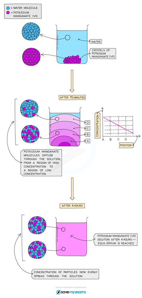 Edexcel Igcse Biology 复习笔记 1 1 2 Diffusion And Dilution 翰林国际教育