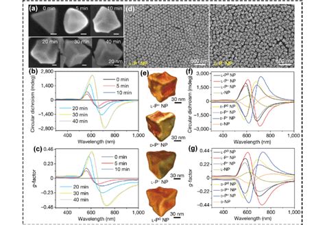 Morphology And Spectroscopy Of CPL Mediated Chiral Gold Nanostructures