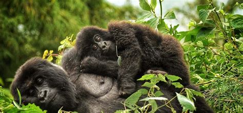 Gorilla Families In Uganda Uganda Gorilla Families