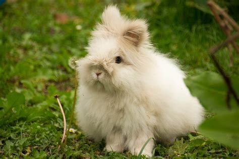 Dwarf Angora Rabbit: Pictures, Care Guide, Lifespan & Traits | Hepper