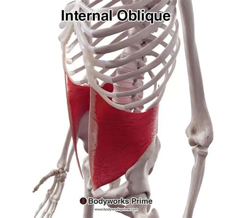 Internal Oblique Muscle Anatomy Bodyworks Prime