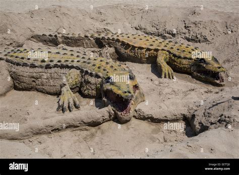 Crocodile Sand Hi Res Stock Photography And Images Alamy