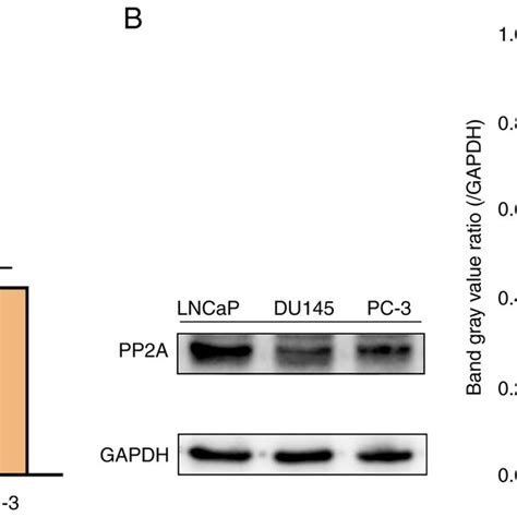 Pp A A Mrna And B Protein Expression Levels In The Lncap Du And