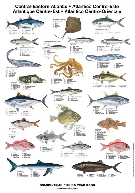 Central Eastern Atlantic Fish Poster – Unique chart