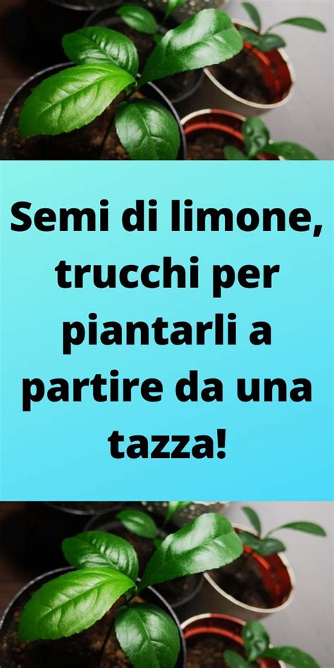 Semi Di Limone Trucchi Per Piantarli A Partire Da Una Tazza Semi Di