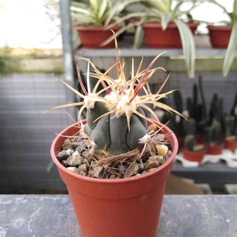 Ferocactus Emoryi X Rectispinus Uhlig Kakteen Ber